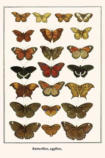 Butterflies, eggflies, 20 x 30 Poster - $25.98