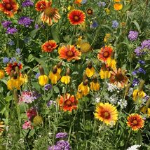 Western Wildflower Mix Seeds, 19 Stunning and Beautiful Species, FREE SH... - $1.97+