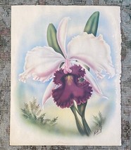 VTG Original Hawaiian Ted Mundorff Cattleya Orchid Art Print watercolor flower - £113.52 GBP