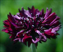 250 Black Ball Purple Bachelor Button Cornflower Flower Seeds - $13.56