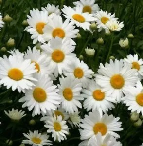 20+ Shasta Daisy Chrysanthemum Perennial Heirloom Flower Non Gmo Seeds Fresh Gar - £3.13 GBP
