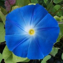 100 Seeds Heavenly Blue Morning Glory Seeds - £8.66 GBP