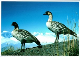Nene Hawaiian Goose Haleakala National Park Hawaii Postcard - £4.12 GBP