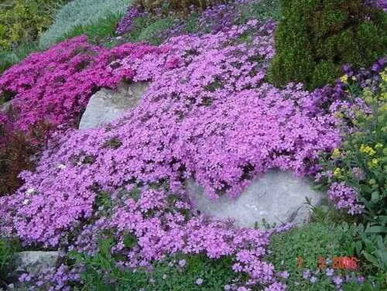 2 Live Creeping Phlox Plants Pink Ground Cover Perennial Flowers Deer - $18.99