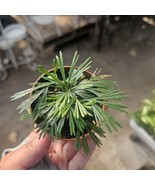 Eyelash Fern | Actiniopteris australis | Terrarium Plant | 2in pot | - $15.09 CAD