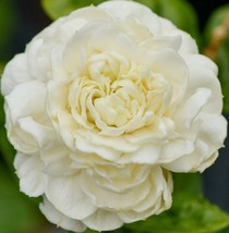 Arabian Jasmine Plant &quot;Grand Duke of Tuscany &quot; - Fragrant Plant - £35.59 GBP