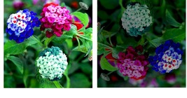 200PCS Lantana Seeds Mixed Colors - Exotic Flower Seeds Butterfly Plant - £16.02 GBP