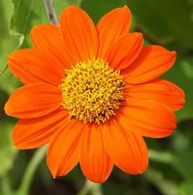 50+ Mexican Sunflower Seeds Tithonia Annual Orange Flower Garden - £7.88 GBP