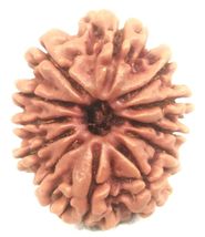 12 Mukhi rudraksha - 24.47 mm - Nepal - IGL Certified - €94,94 EUR