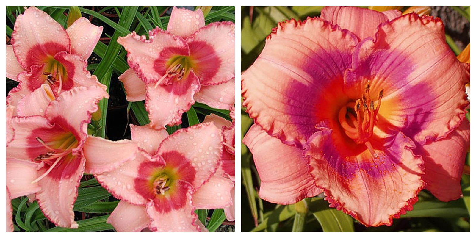 Strawberry Candy Daylily Perennial, Hemerocallis, 4&quot; Pot - $33.99