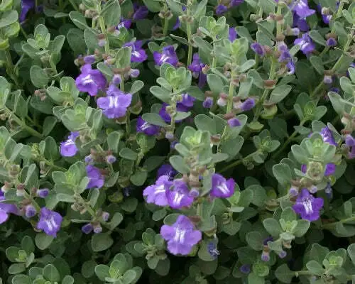 Scutellaria Resinosa Prairie Skullcap 20 Seeds Fresh Garden - £20.44 GBP