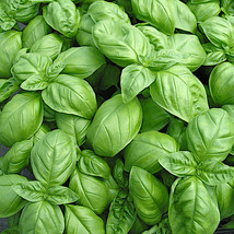 MBK Genovese Basil Seeds 1000 Seeds Heirloom Non-Gmo 1126 Fresh Garden - $163.71 MXN