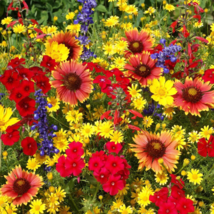 300 Texas Oklahoma Wildflower Mix, 14 Species of Stunning Native Flower Seeds - £14.27 GBP