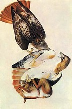 Red Tailed Hawk 20 x 30 Poster - $25.98