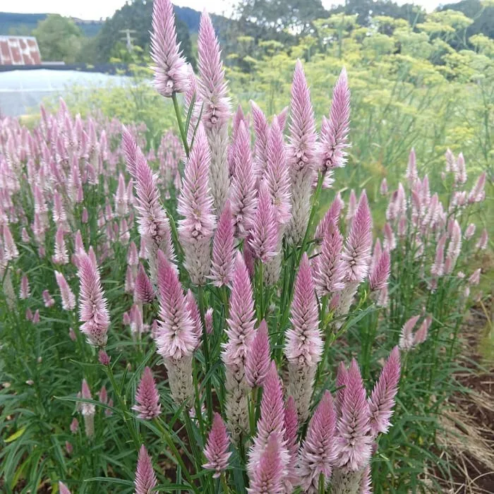 40 Seeds Celosia Flamingo Feather - $9.80