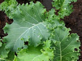 Blue Scotch Kale Seeds - Organic & Non Gmo Kale Seeds - Heirloom Vegetable Seeds - £1.75 GBP
