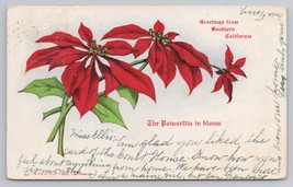 Southern California Poinsettia in Bloom Greetings Southern California Postcard - £11.42 GBP