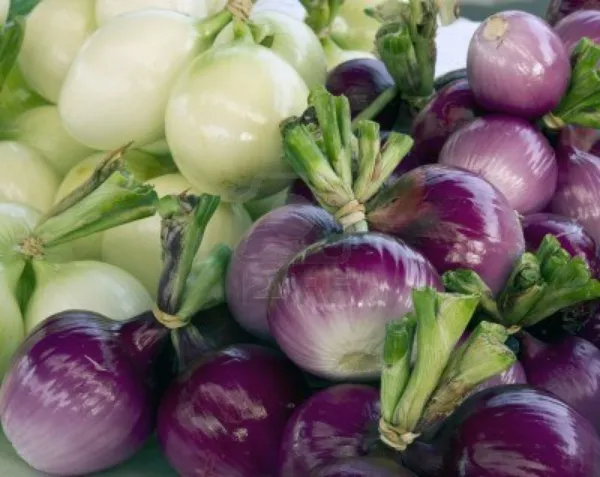 Purple Onion Seeds 100 Seeds Sweetest Healthful - $6.98