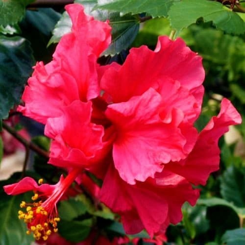 Pride of Hankins Red*** Well Rooted Hardy Hibiscus Starter Plant***Triple Red Bl - $25.99