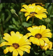 ArfanJaya African Daisy Yellow Flower Seeds - $8.22