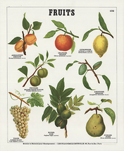Emile Deyrolle Fruits (French), 1975 - £154.79 GBP
