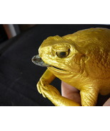 (EL1000-19) GOLDEN XL LUCKY charm Jumbo CANE TOAD body w/ coin Australia... - $54.84 CAD