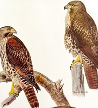 Red Tailed Red Shouldered Hawk 1936 Bird Art Lithograph Color Plate Prin... - $29.99