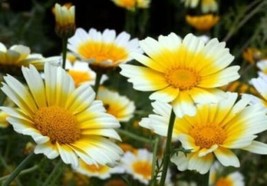 Garland Daisy Flowers 100 Fresh Seeds - £4.69 GBP