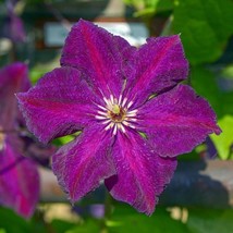 USA SELLER 25 Grunwald Clematis Seeds Climbing Perennial Plumeria Bloom 718 Free - $14.79