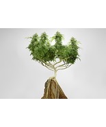 204 Seeds Canna Bonsai DIY Potted Plants - $18.30