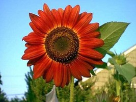 VP Red Sun Sunflower Helianthus Annuus Flower 25 Seeds - £3.77 GBP