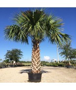 5-7" Tall - 6 Month Old Live Plants 10 Cabbage Palm Trees Sabal palmetto - $59.90