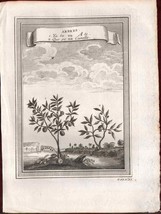 1749 Arbres Trees Plants Copperplate Engraving China Prevost - £47.33 GBP