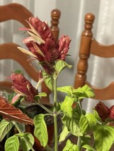 RARE Dusty ROSE PINK SHRIMP Starter Plant Attracts Hummingbird /SALE - £3.91 GBP