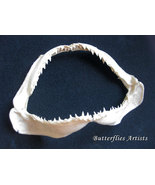 Ocean Surf Real Shark Jaw Taxidermy Framed Museum Quality Double Glass D... - $5,319.68 MXN