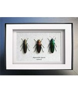 Trio Metallic Jewel Real Beetles Buprestidae Entomology Collectible Shad... - $68.99