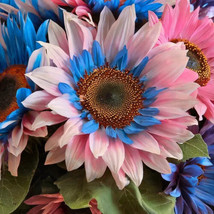 50  Double-Flowered Sunflower: Blue-Pink Miracle Seeds - $7.00