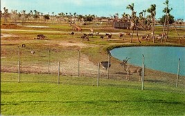 Tampa FL- Florida, The African Veld, From Busch Gardens, Vintage Postcard (D11) - £3.82 GBP