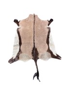 Gemsbok Skin Size: 4.7x4.2 feet D-700 - £234.32 GBP