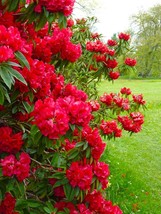 Jean Marie de Montague~Rhododendron~Large Rooted Plant~Blood Red Ruffled Blooms! - £22.38 GBP