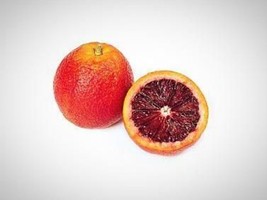 Florida only! One Sanguinelli Blood Orange Tree,  1-2 feet tall, grafted - £89.67 GBP