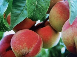 1 Red Haven Peach Tree *Live Plant* Well Rooted 14-30&quot; Tall Live Tree - £26.89 GBP