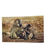 Postcard African Wild Life Baboon Family Monkey Ape Primate Chrome Unposted - $9.49 CAD