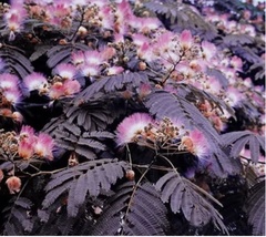 10 Seeds Summer Chocolate Mimosa Tree Silk Tree Albizia julibrissin - £6.69 GBP