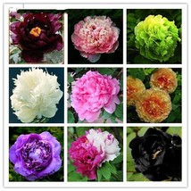 5Seeds Chinese Peony,peony Root Seeds Peony flower plant rose Seeds garden mix - £23.12 GBP