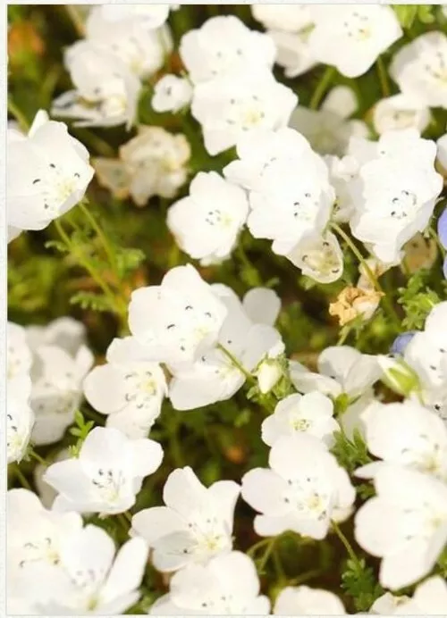 Nemophila Snow White Flower 50 Seeds - £7.55 GBP