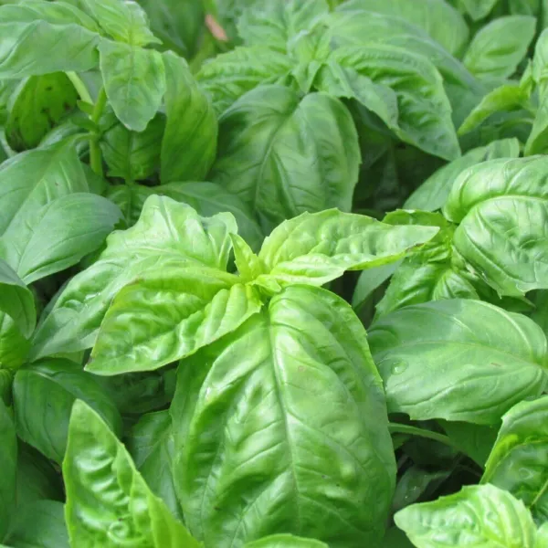 Basil Seeds 500 Italian Large Leaf Herb Fresh Garden - £7.01 GBP