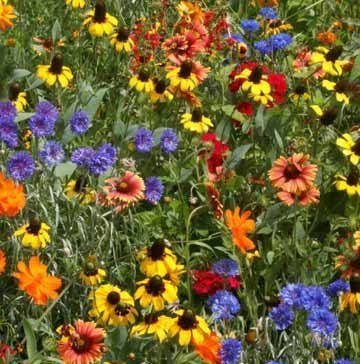 WILDFLOWER SEED MIX , ASSORMENT OF PERENNIAL & ANNUAL , 4 OUNCE PACKAGE