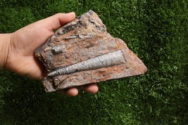 Authentic Orthoceras Fossil Plate – Genuine Devonian Sea Creature from M... - $980.35 MXN
