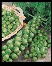 BRUSSELS Sprouts Long Island Improved 300 - 32,000 Seeds Healthy Cold Hardy! - $1.86+